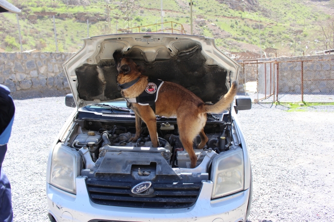 Hassas burun 'Rona' uyuşturucu tacirlerine göz açtırmıyor