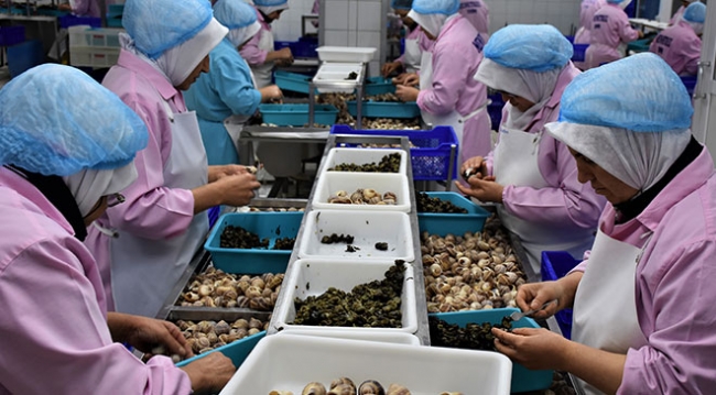 Bilecik'ten Fransa'ya 45 tır salyangoz ihracatı