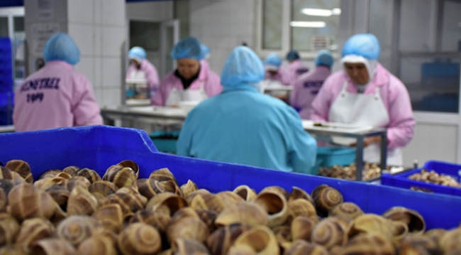 Bilecik'ten Fransa'ya 45 tır salyangoz ihracatı