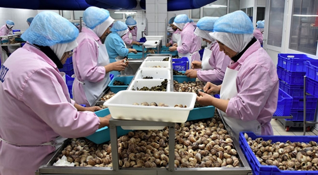 Bilecik'ten Fransa'ya 45 tır salyangoz ihracatı