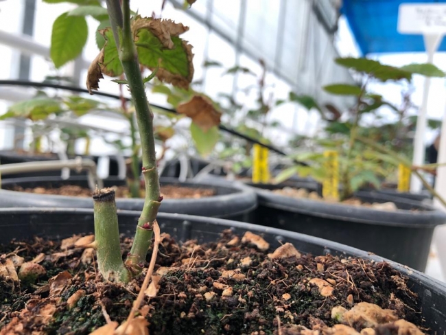 Evini ve bahçesini renklendirmek isteyenler için bahçe bakımı