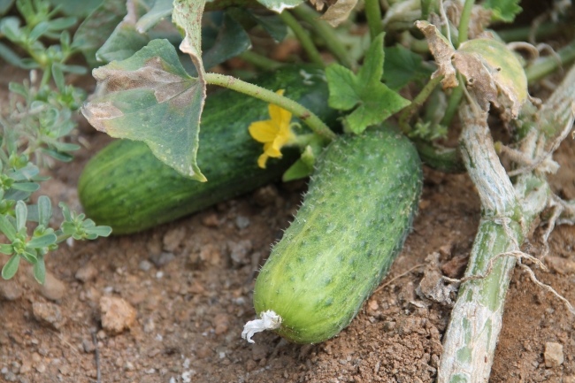 Turşuluk salatalık çiftçinin yüzünü güldürdü