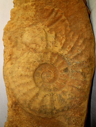 65 milyon yıllık dev salyangoz fosili Adıyaman'da sergileniyor