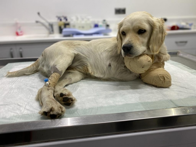 Bacakları kesilen 'Pamuk' hayati tehlikeyi atlattı