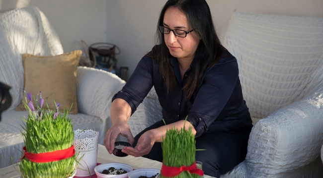 Umudun sembolü 'semeni'ler Nevruz'u bekliyor