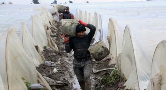 Selin vurduğu seralarda 'son hasat'