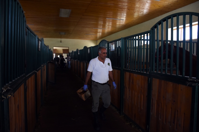 Milyonluk atlara özenle bakıyor