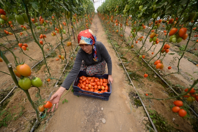 45 derecelik sera sıcağında oruç tutuyorlar