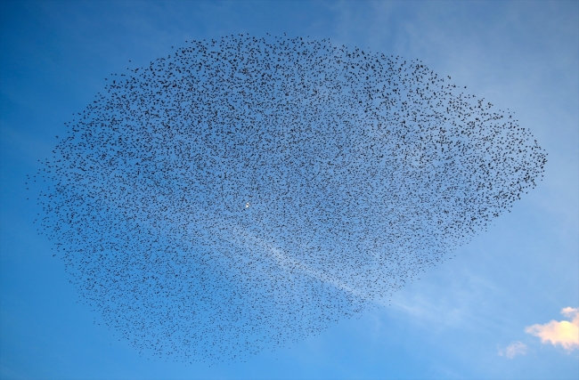 Sığırcık kuşlarının dansı hayran bıraktı