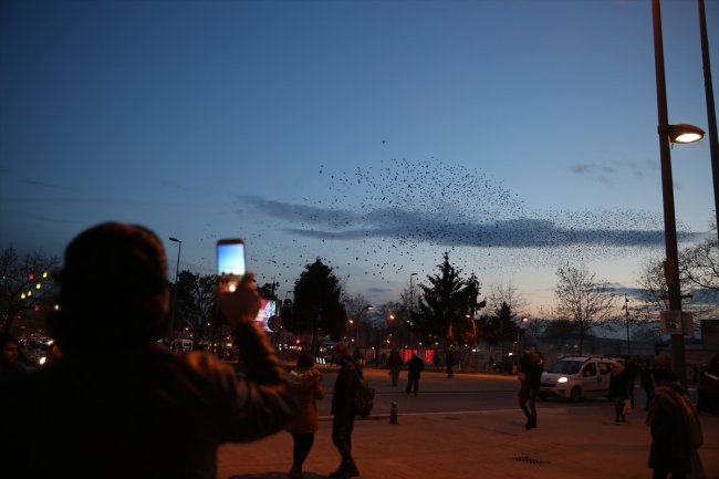 Sığırcık kuşlarının dansı hayran bıraktı