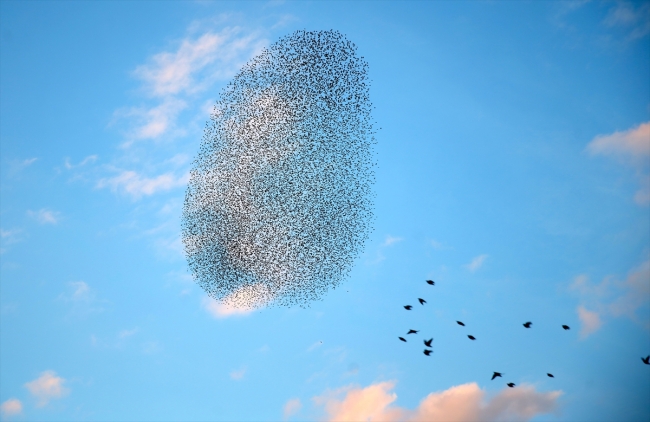 Sığırcık kuşlarının dansı hayran bıraktı