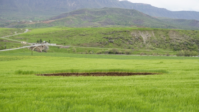 Siirt'te buğday tarlasında obruk oluştu