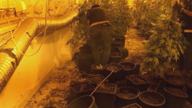 Uyuşturucu tarlasına çevrilen villalara baskın