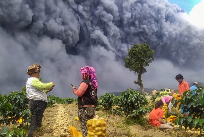 Sinabung Yanardağı'ndaki hareketliliğe rağmen bölgede patatas hasadı sürüyor. | Fotoğraf: Reuters
