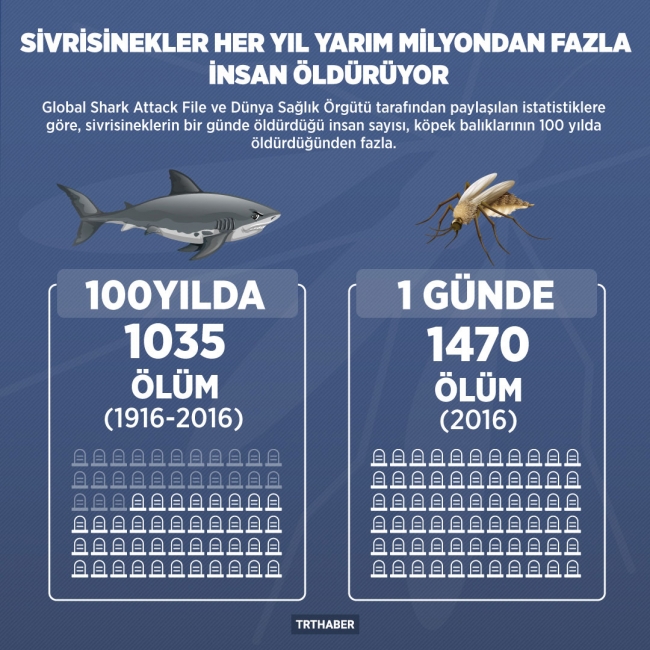 Sivrisineklerin bir günde öldürdüğü insan sayısı, köpek balıklarının 100 yılda öldürdüğünden fazla