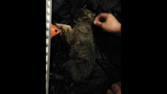 Donmak üzere olan köpeği kalp masajı ile hayata döndürdü