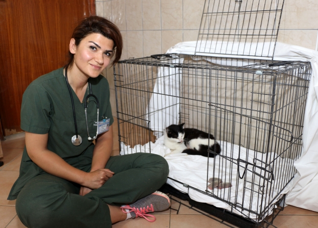 Sokak kedisi Nazlı yavru kirpilerin süt annesi oldu