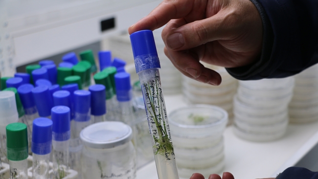 Yeni nesil hibrit soğan üretildi