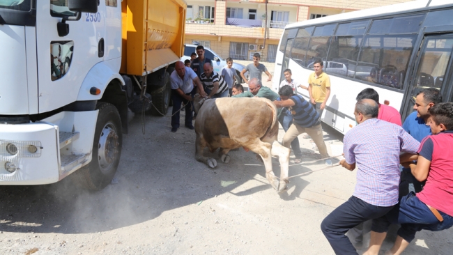 Kaçan kurbanlıklar zor anlar yaşattı