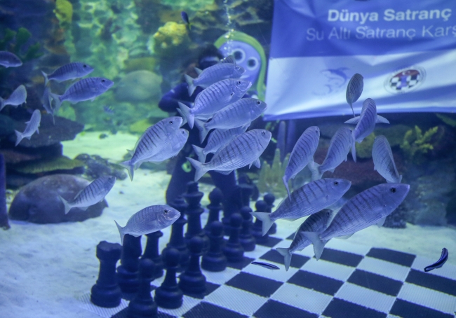 Dünya Satranç Günü'nde su altında gösteri maçı