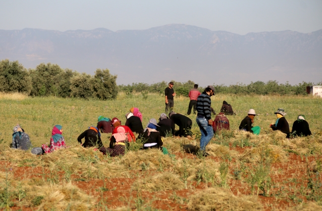 Suriye'de patlamamış bombalar tehlike oluşturuyor