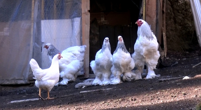 Tavukları 2 bin lirayı, yumurtaları ise 80 lirayı buluyor