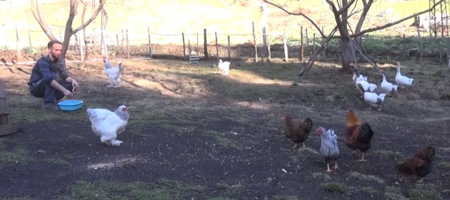 Tavukları 2 bin lirayı, yumurtaları ise 80 lirayı buluyor