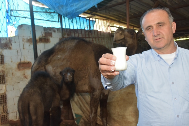 65 liralık deve sütüne büyük talep