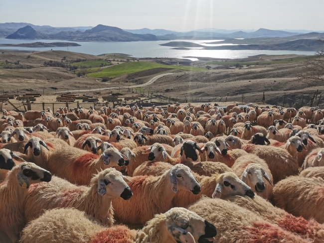 Süt kuzularının anne heyecanı