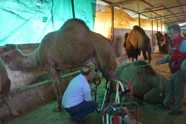 65 liralık deve sütüne büyük talep