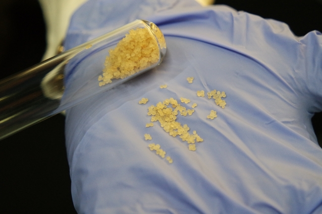 Arı sütünün raf ömrünü uzattılar