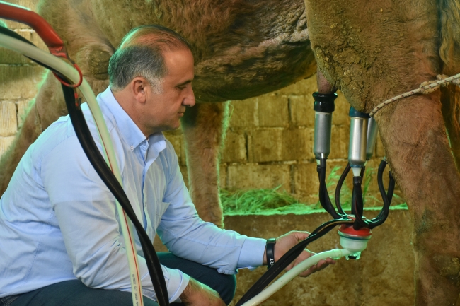 65 liralık deve sütüne büyük talep