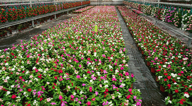 Süs bitkilerinde 125 milyon dolarlık ihracat hedefi