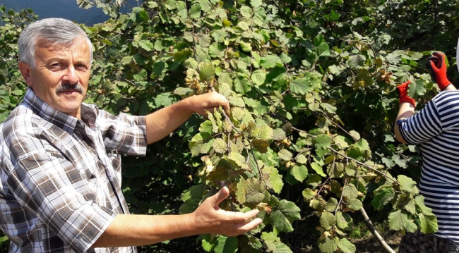 Ordu'da erken fındık hasadı