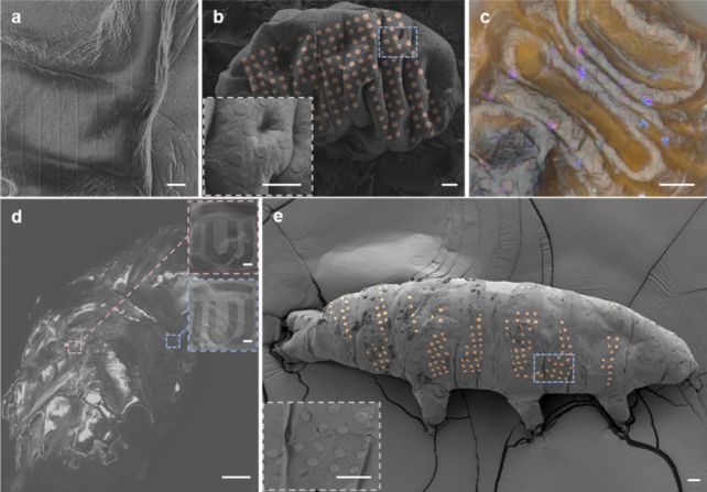 Nanoteknolojide yeni bir dönem başladı: Bilim insanları Tardigradlara "dövmeler" yaptı