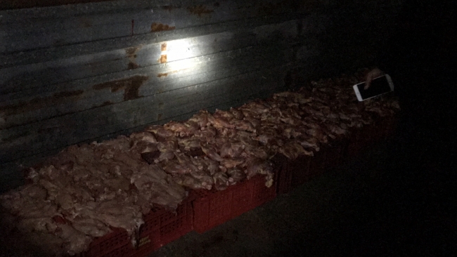 Adana'da kaçak tavuk kesimhanesine operasyon