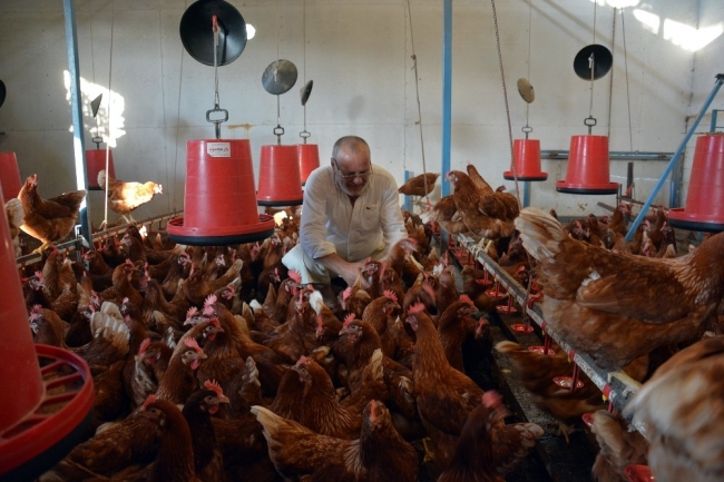60 tavukla başladı, köy tavukçuluğunu canlandırdı