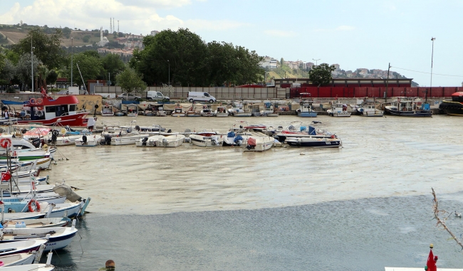 Tekirdağ'da balıkçı barınağı salya ile kaplandı