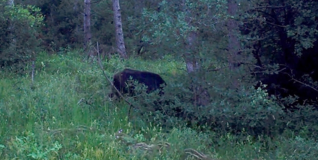 Tekirdağ'da doğal hayat fotokapana yansıdı