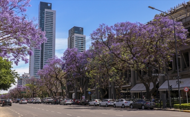 Buenos Aires sokakları ilkbaharda Jakaranda ağaçlarının renklerine bürünüyor