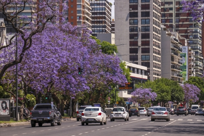 Buenos Aires sokakları ilkbaharda Jakaranda ağaçlarının renklerine bürünüyor