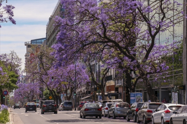 Buenos Aires sokakları ilkbaharda Jakaranda ağaçlarının renklerine bürünüyor