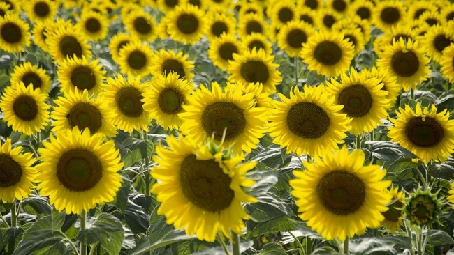 Trakya'da 60 bin ton ayçiçeği alımı yapılacak