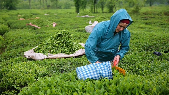 Çay üreticileri bayramı çalışarak geçiriyor