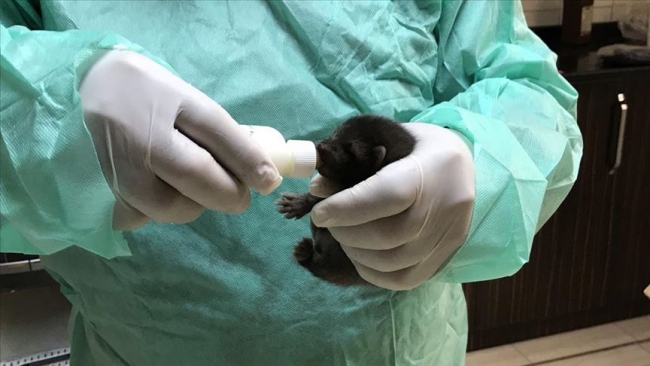 Sansar yavrularına yardım eli