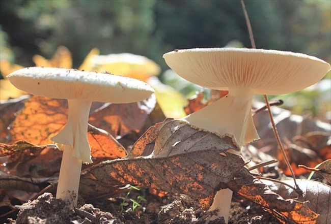 Türkiye'nin şifalı bitkileri ülke ekonomisine katkı sağladı