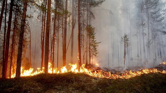 İsveç'te orman yangınına bombalı müdahale