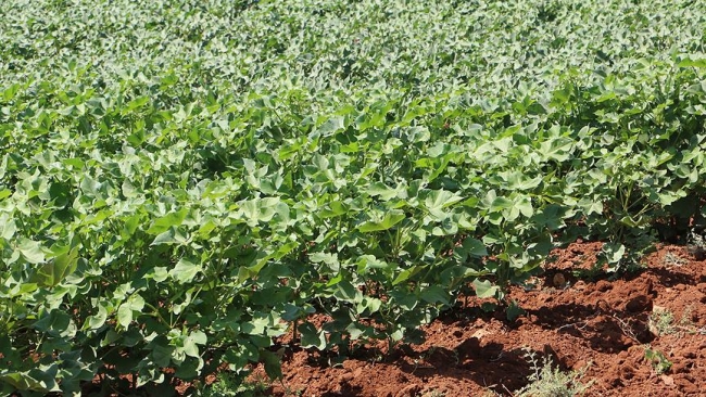 Çukurova'da pamuk eski günlerine dönüyor