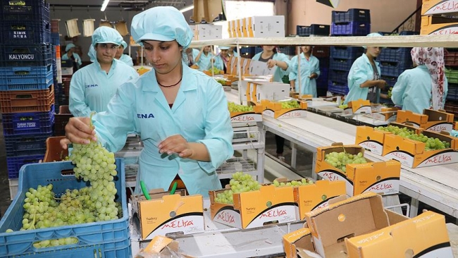 Rusya ve Avrupa'ya üzüm taşıyan tırlar yola çıktı