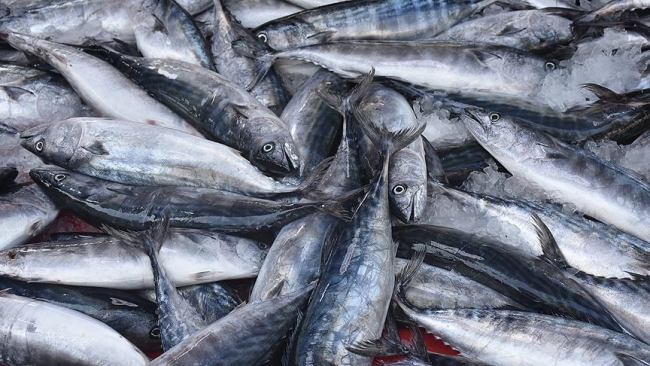 Karadenizli balıkçılar palamudun yolunu gözlüyor